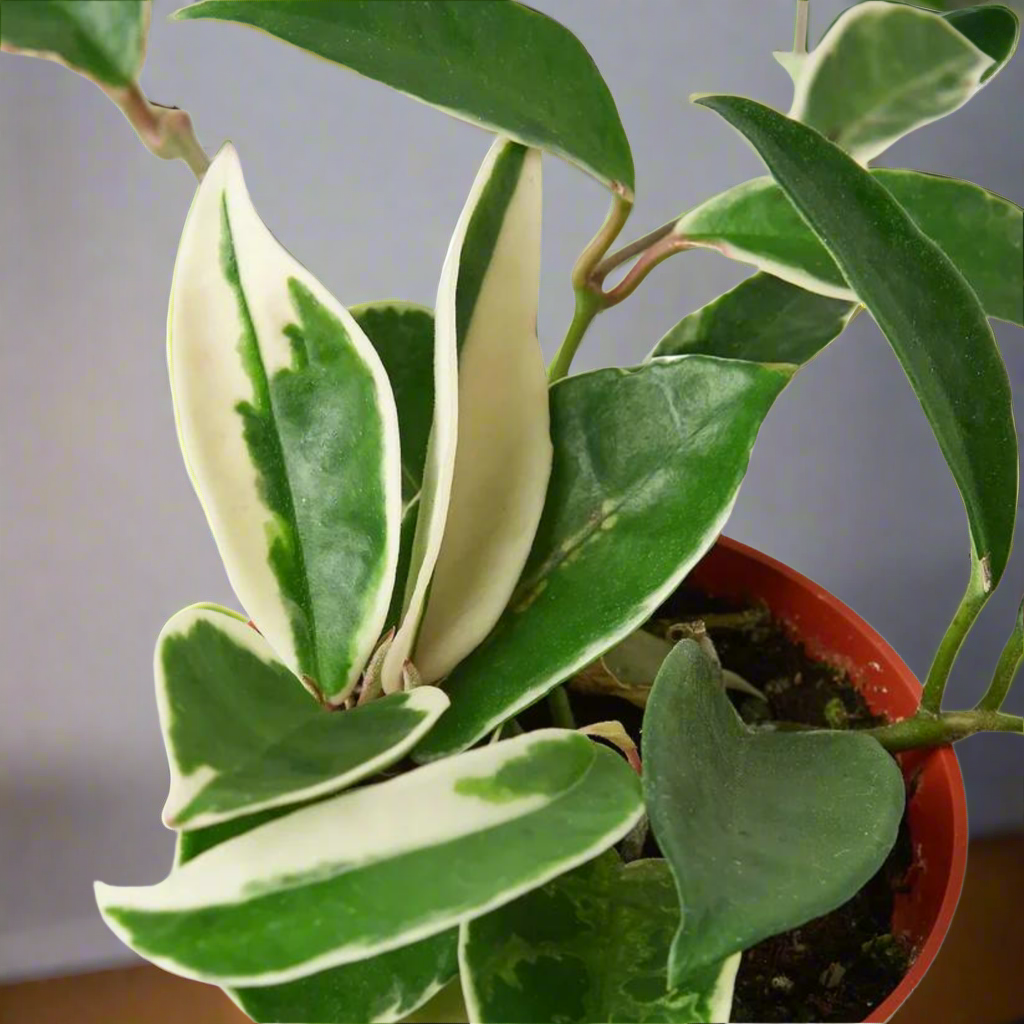 Hoya Carnosa 'Tricolor'