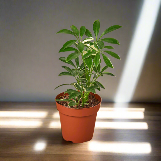 Schefflera Moonlight 'Umbrella Plant'