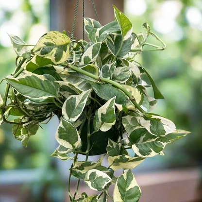 Pothos 'N'joy'