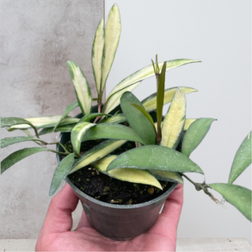 Hoya wayetii Variegated