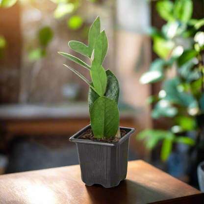 Zamioculcas Zamiifolia ZZ