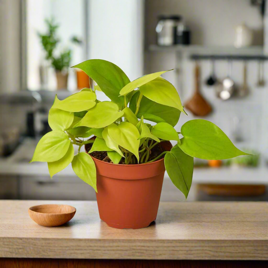 Philodendron 'Neon'