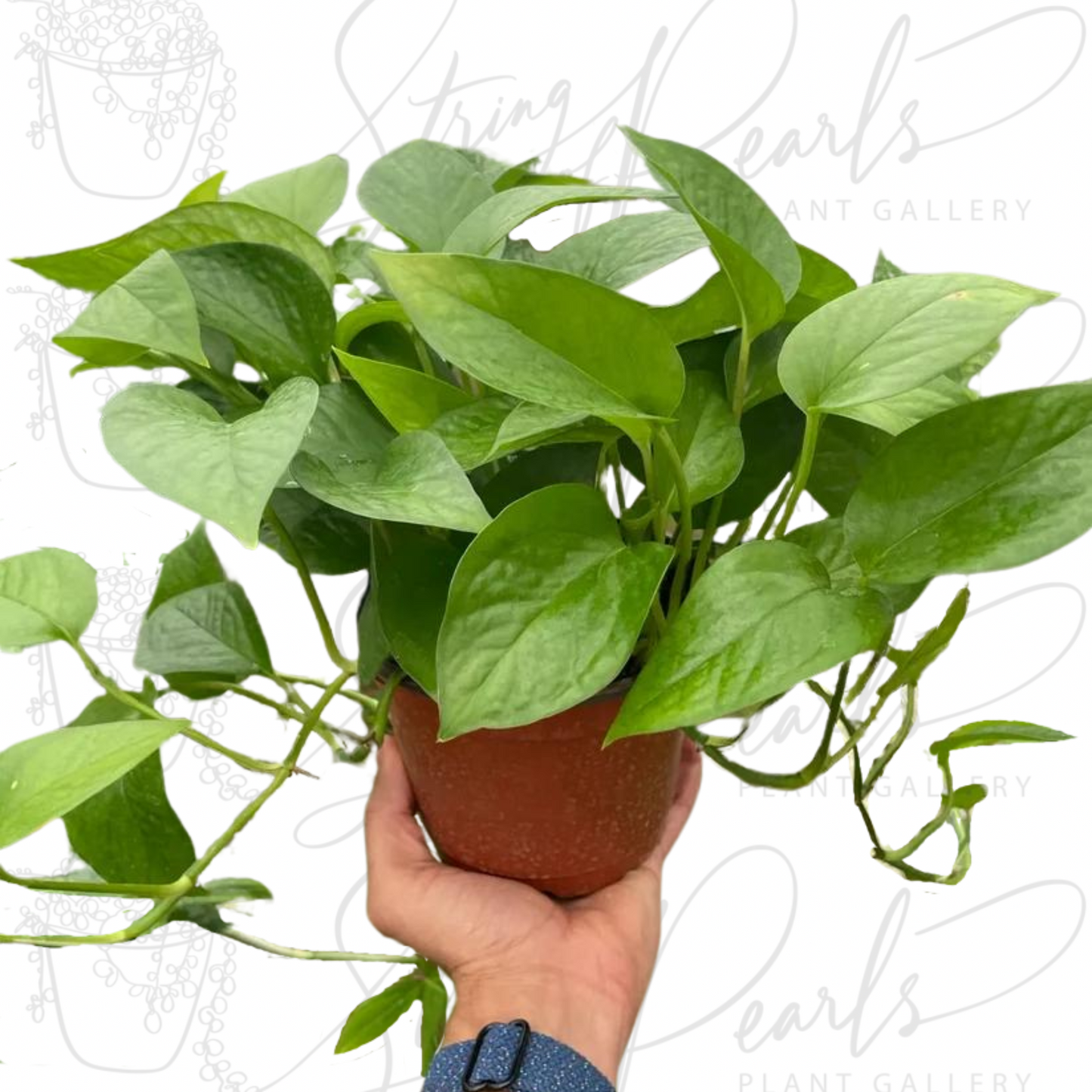 Pothos 'Green Queen'