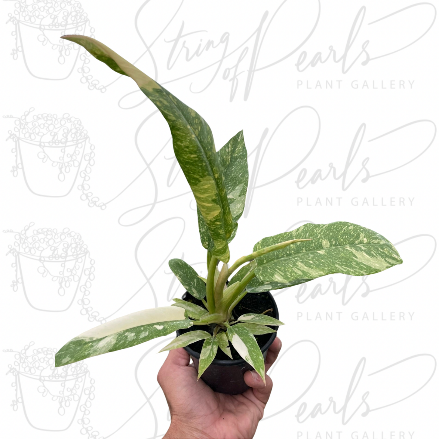 Philodendron 'Variegated Ring of Fire '