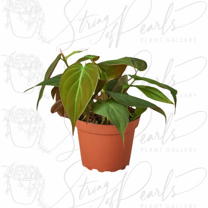 Philodendron 'Velvet'