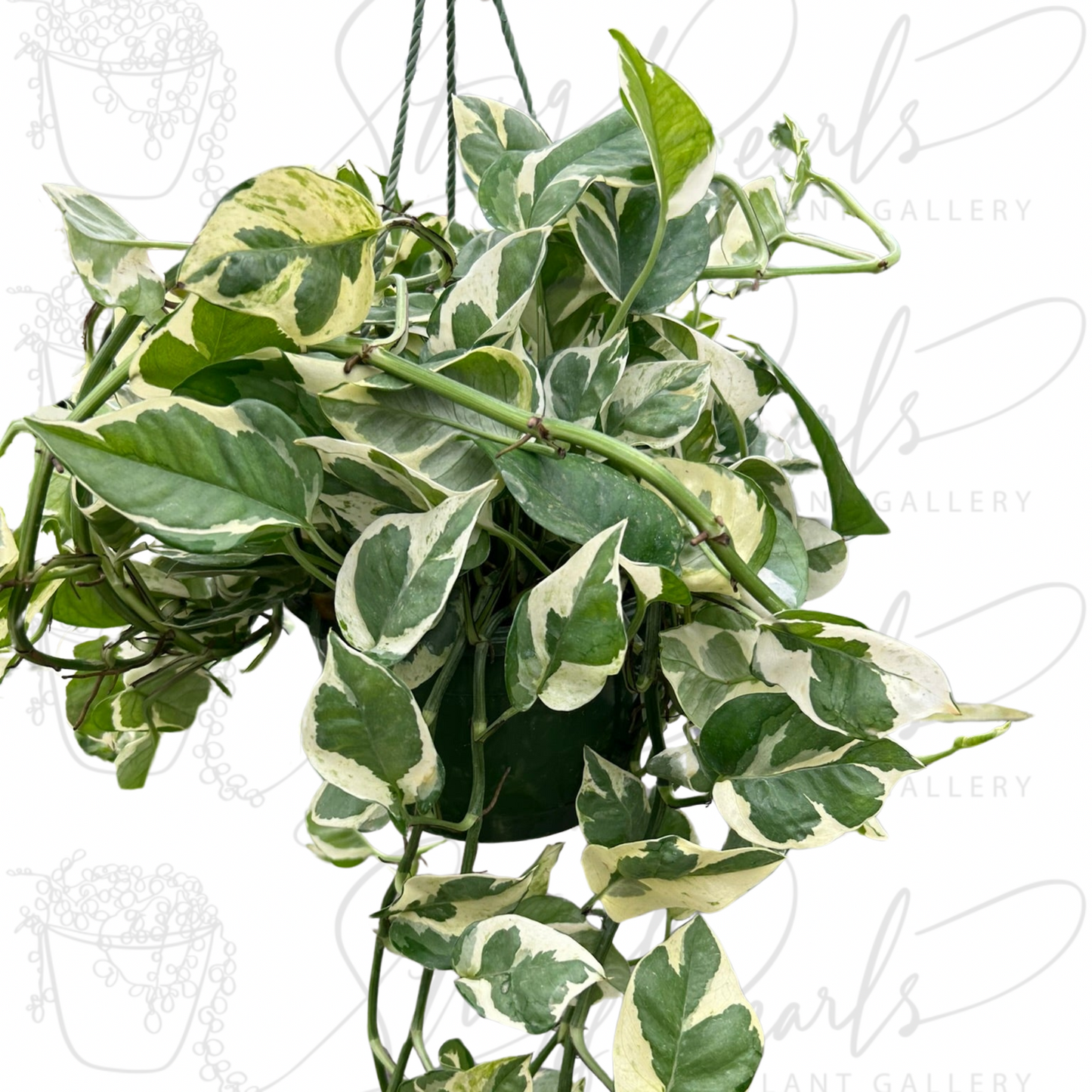 Pothos 'N'joy'