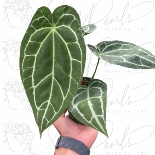 Anthurium Crystallinum - 4" Nursery Pot