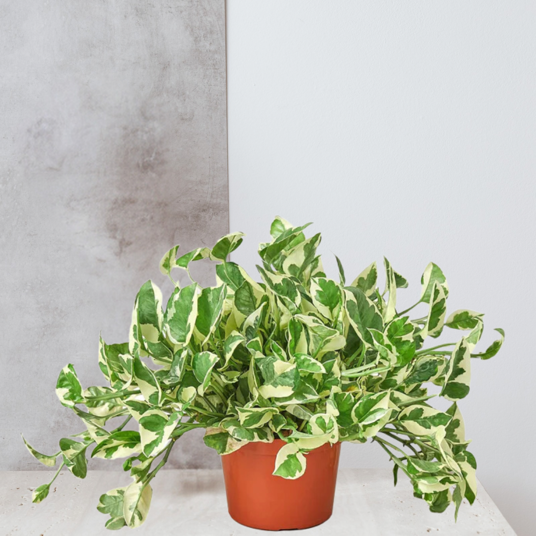 Pothos 'N'joy'