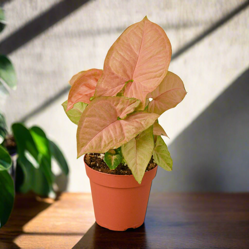 Syngonium Strawberry