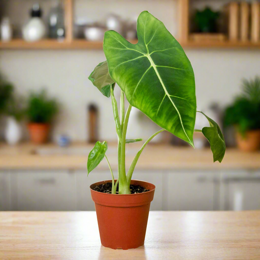 Alocasia Micholitziana 'Frydek'