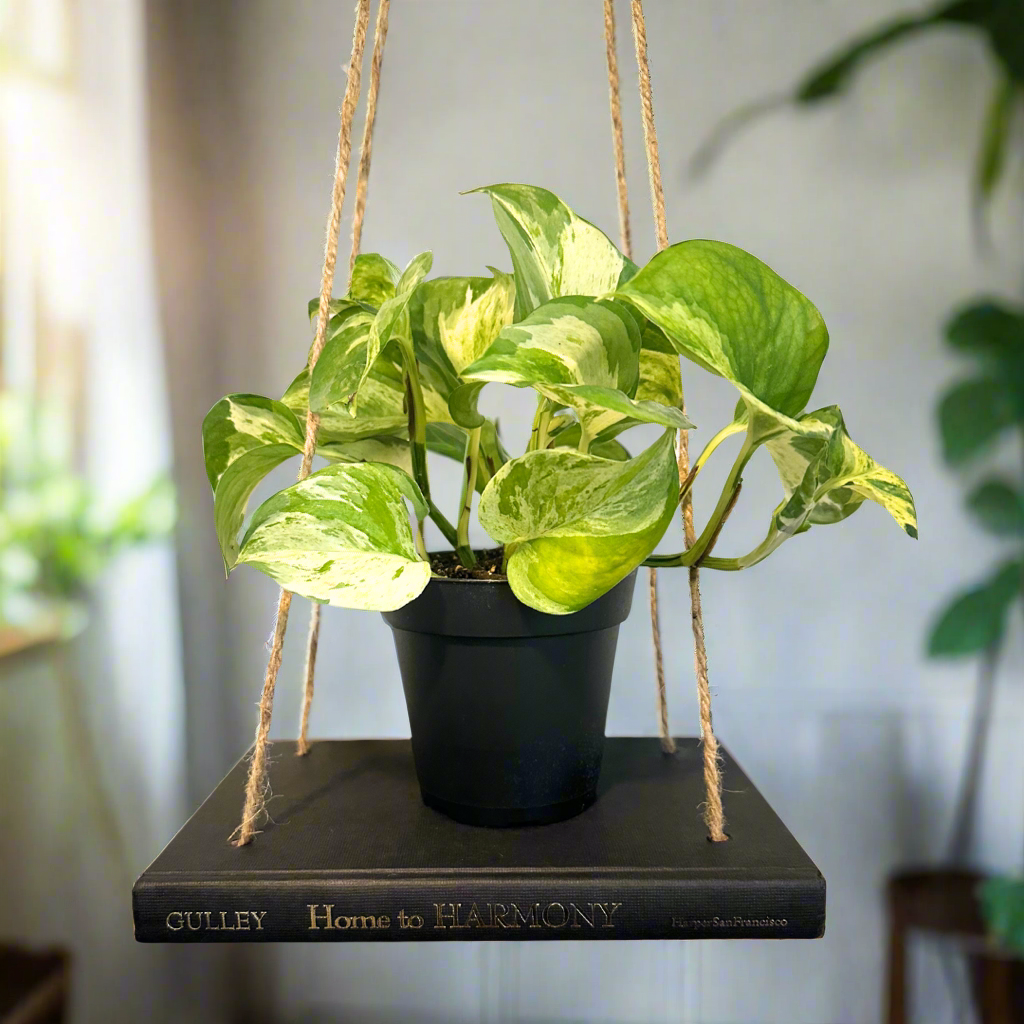 Hanging Book Plant Holder