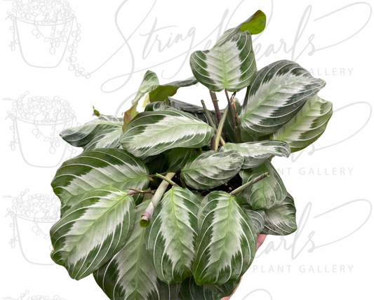 Maranta 'Silver Band'