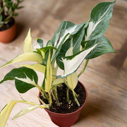 Pothos 'Mutant Manjula'