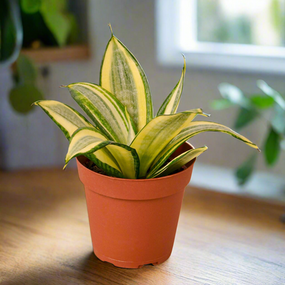 Snake Plant Gold Hahnii