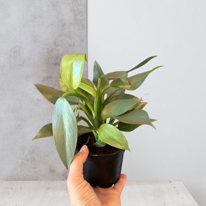 Philodendron 'Silver Sword'