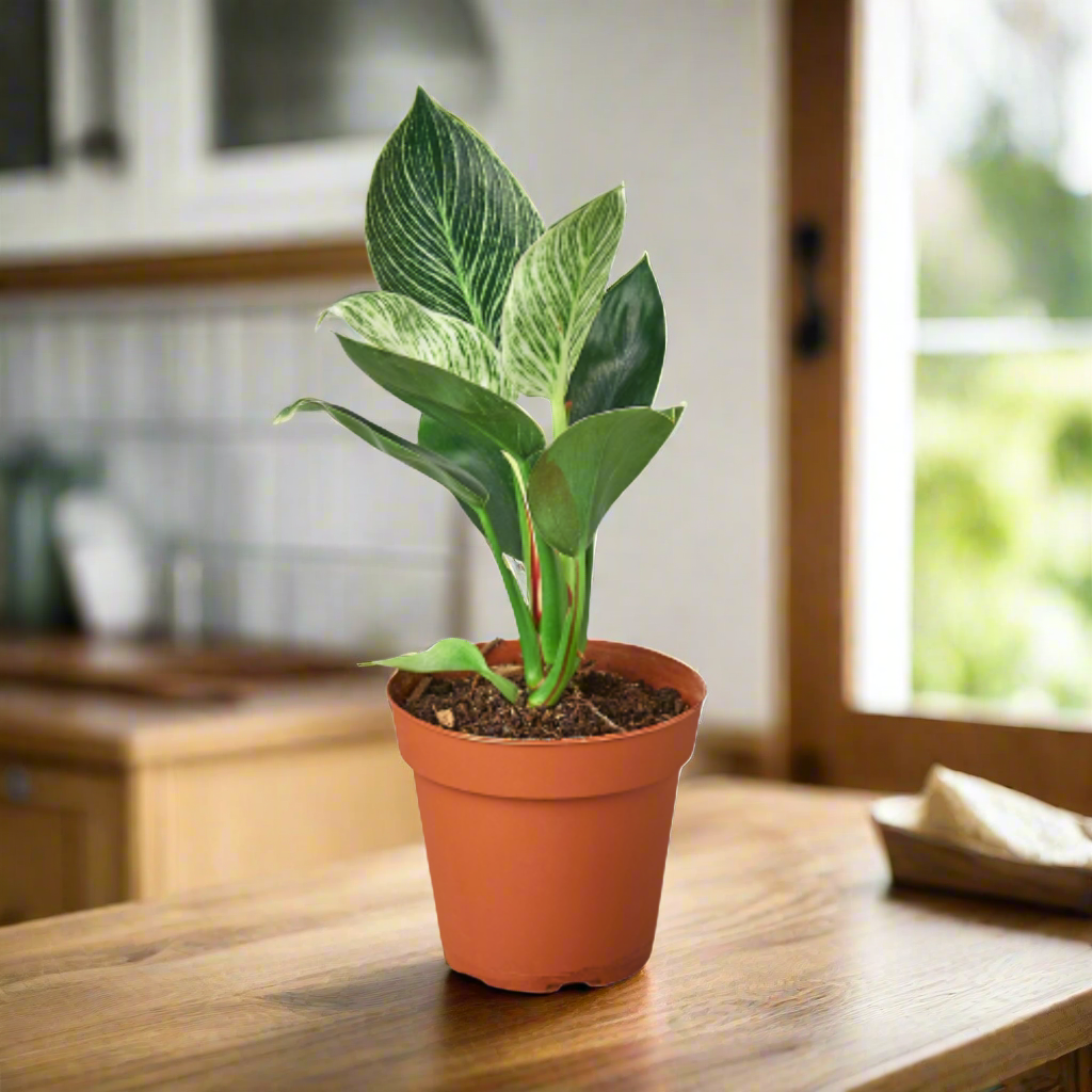 Philodendron 'Birkin'