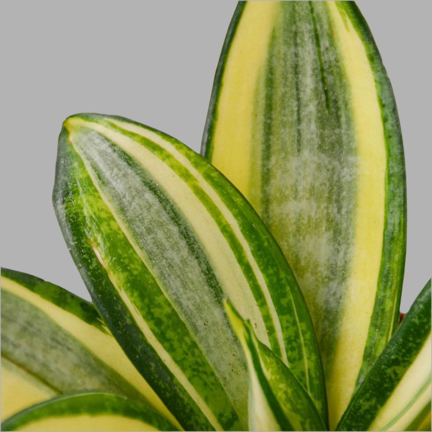 Snake Plant Gold Hahnii