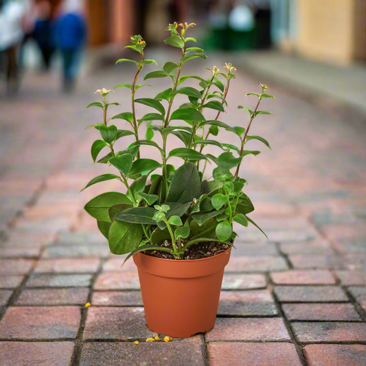 Lipstick Plant