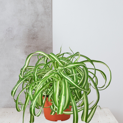 Spider Plant 'Bonnie'