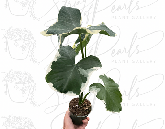 Alocasia 'Mickey Mouse' (Xanthosoma sagittifolium 'Variegatum Monstrosum')