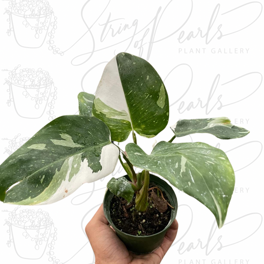 Philodendron 'White Princess' - 4” Pot