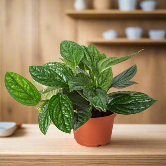 Monstera 'Peru'