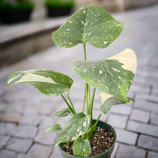 Monstera 'Thai Constellation' - SP