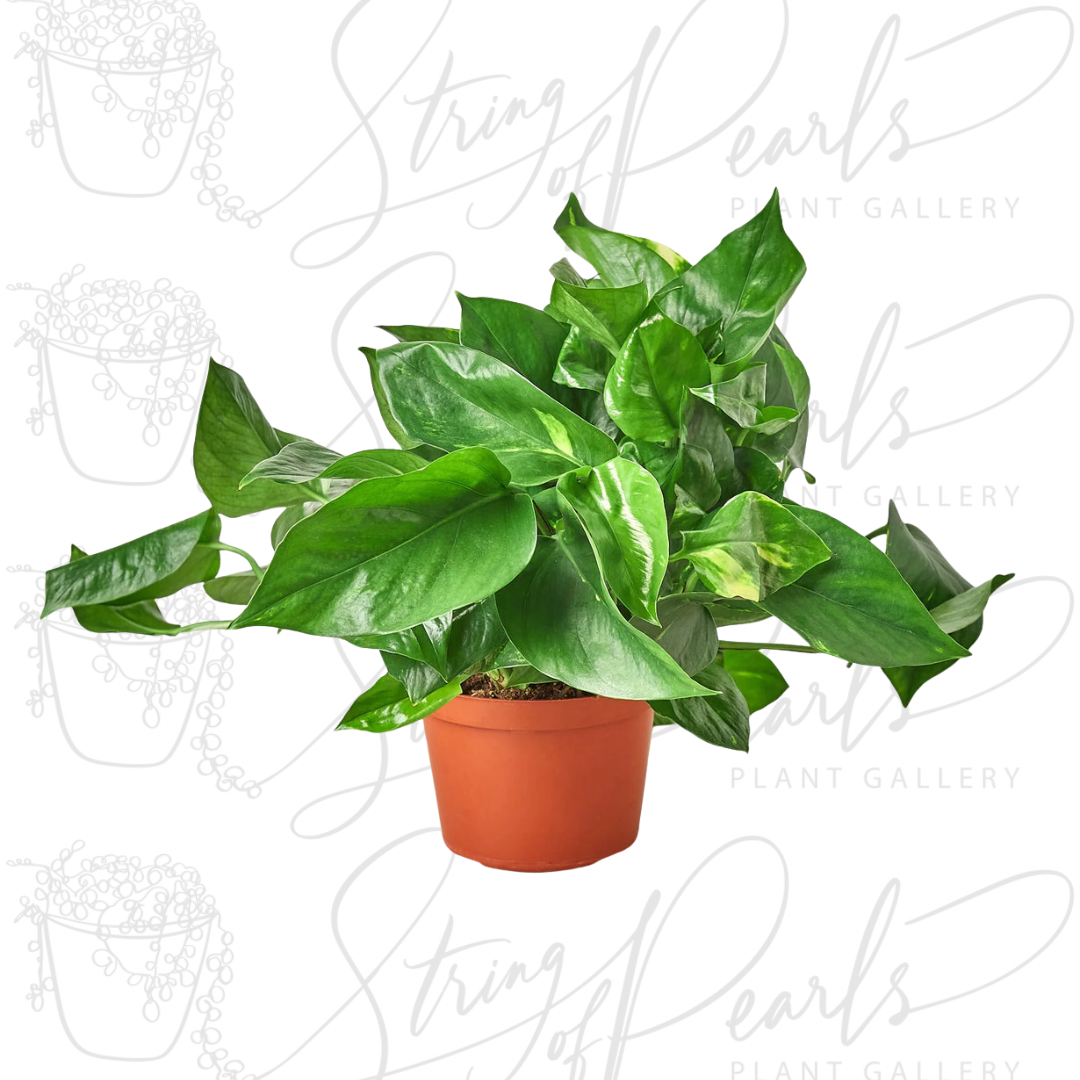 pothos golden plant