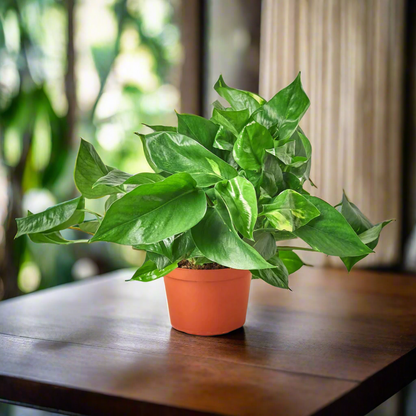 pothos golden plant