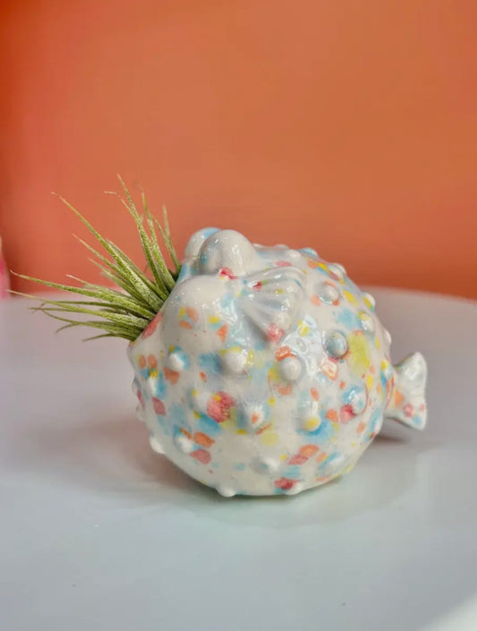 Blowfish Air Plant Friend + Airplant
