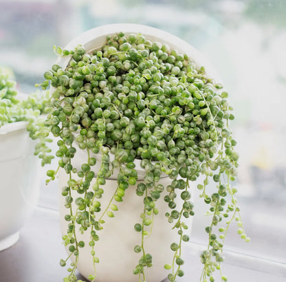 Succulent 'String of Pearls' Variegated