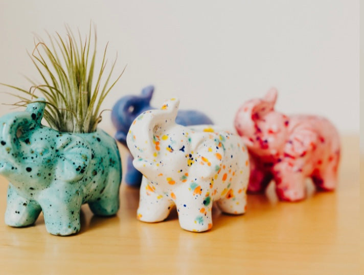 Elephant Air Plant Friend + Airplant