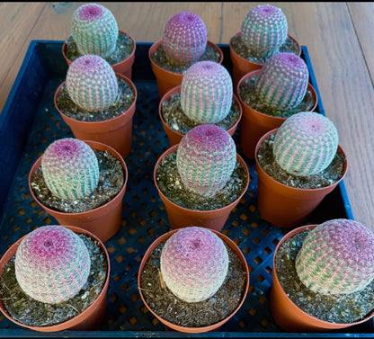 Rainbow Hedgehog Cactus