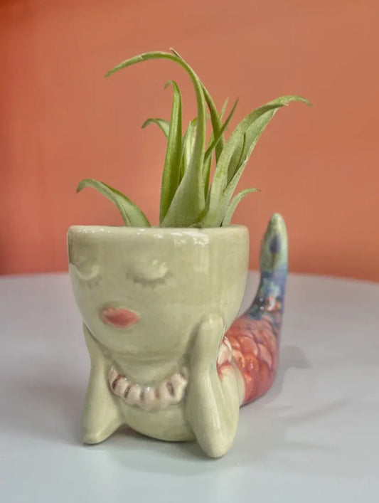 Mermaid Air Plant Friend + Airplant