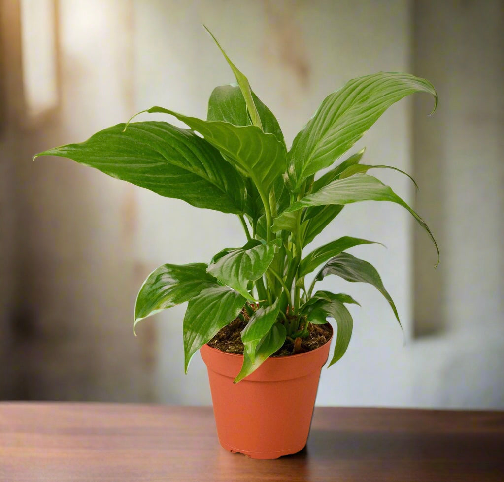 Spathiphyllum 'Peace Lily'