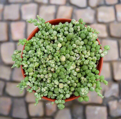Succulent 'String of Pearls' Variegated