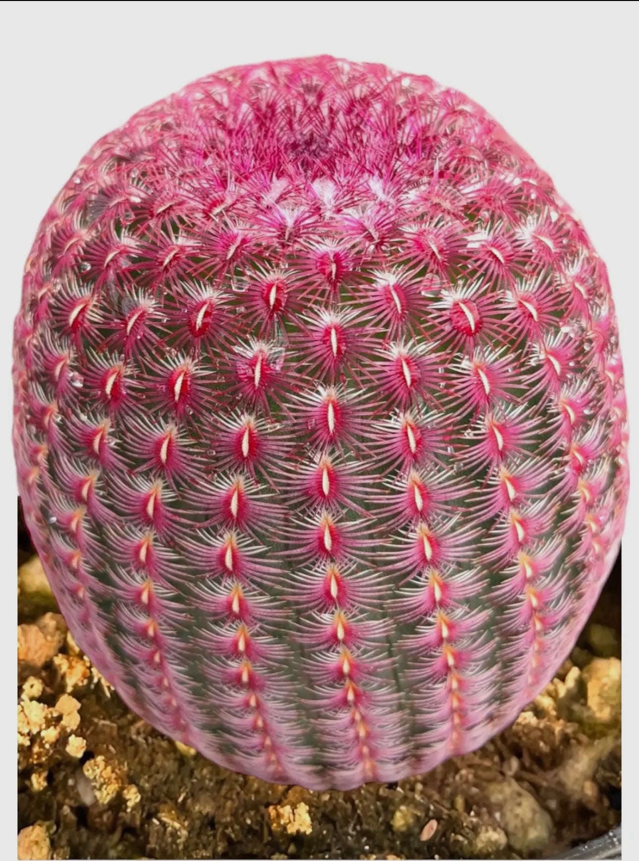 Rainbow Hedgehog Cactus