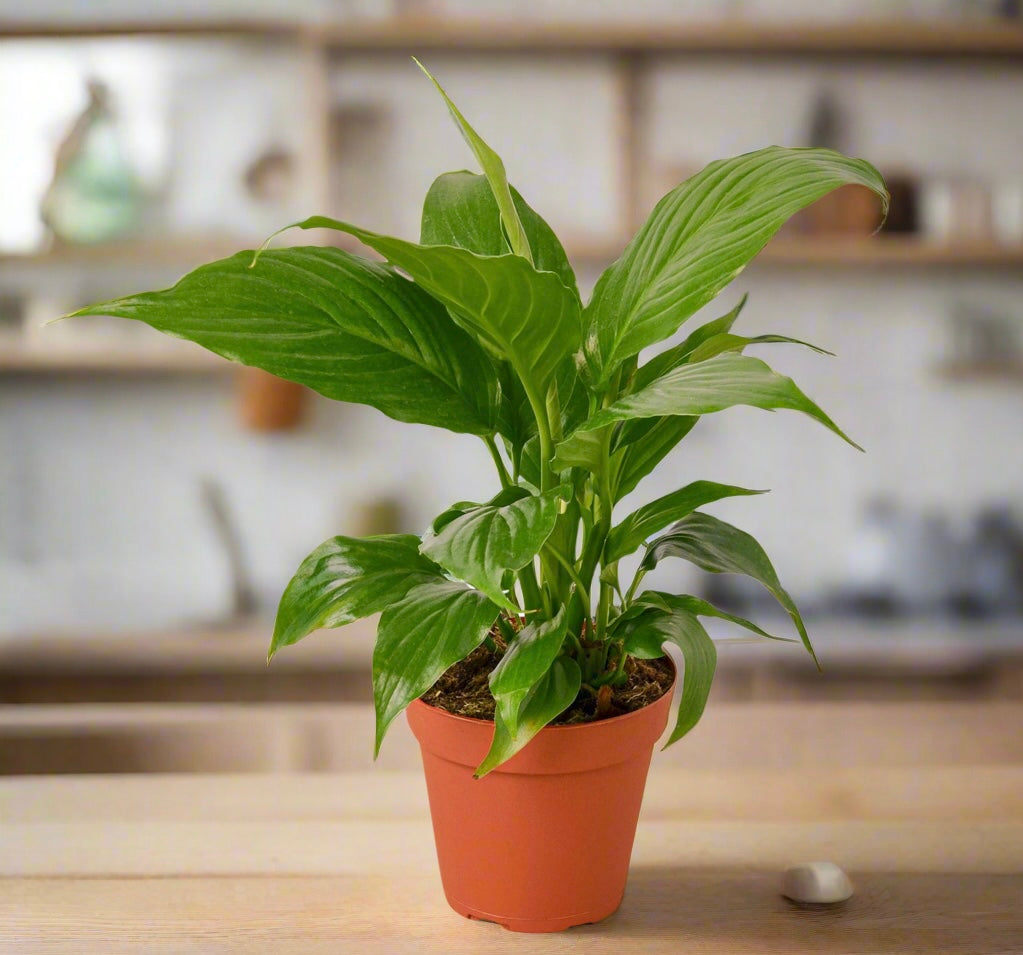 Spathiphyllum 'Peace Lily'