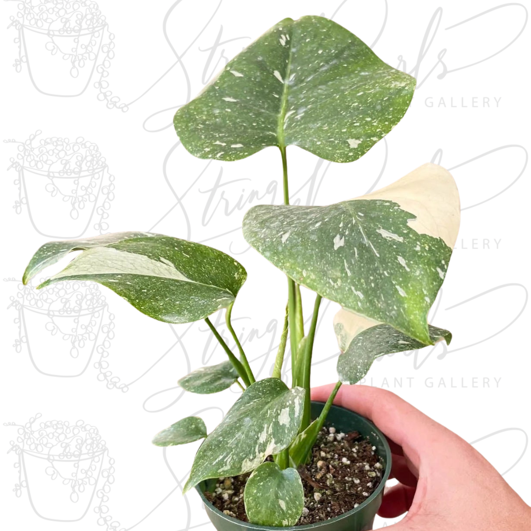 Monstera Thai Constellation Plant