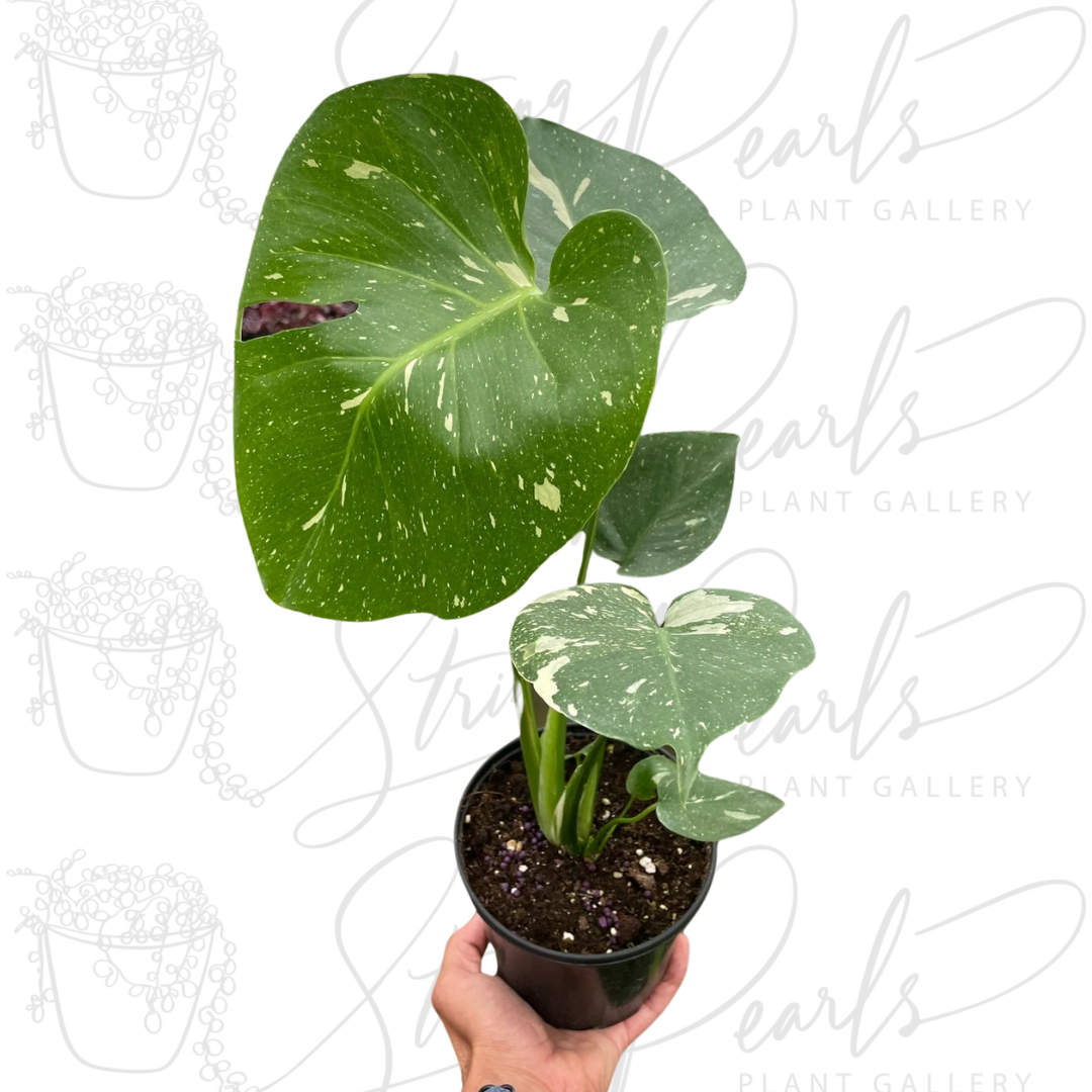 Monstera Thai Constellation Plant