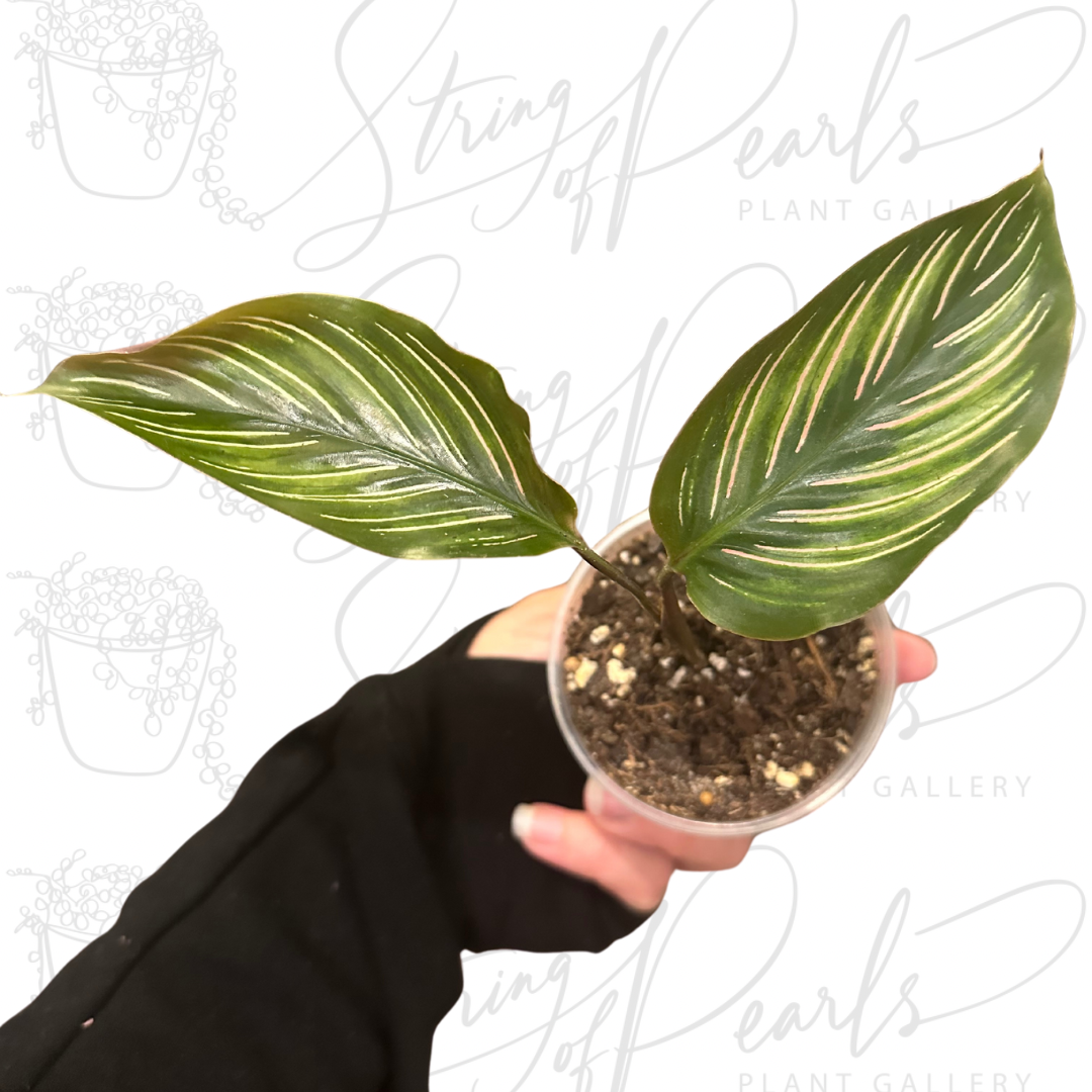 Calathea ‘Ornata’ Rooted Starter