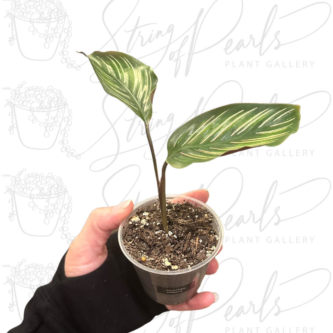 Calathea ‘Ornata’ Rooted Starter