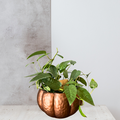 Tin Copper Pumpkin Pot with 4” Cebu Blue Pothos