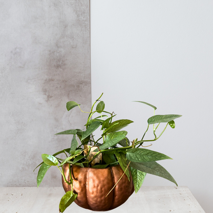 Tin Copper Pumpkin Pot with 4” Cebu Blue Pothos