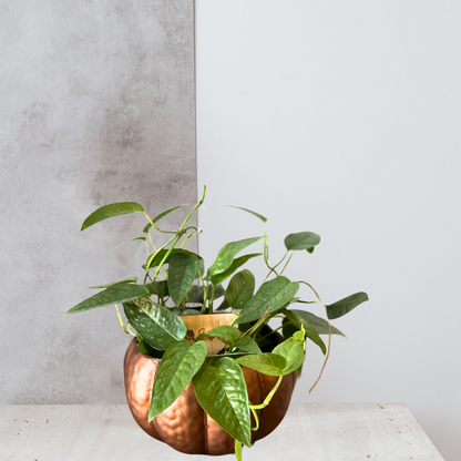 Tin Copper Pumpkin Pot with 4” Cebu Blue Pothos