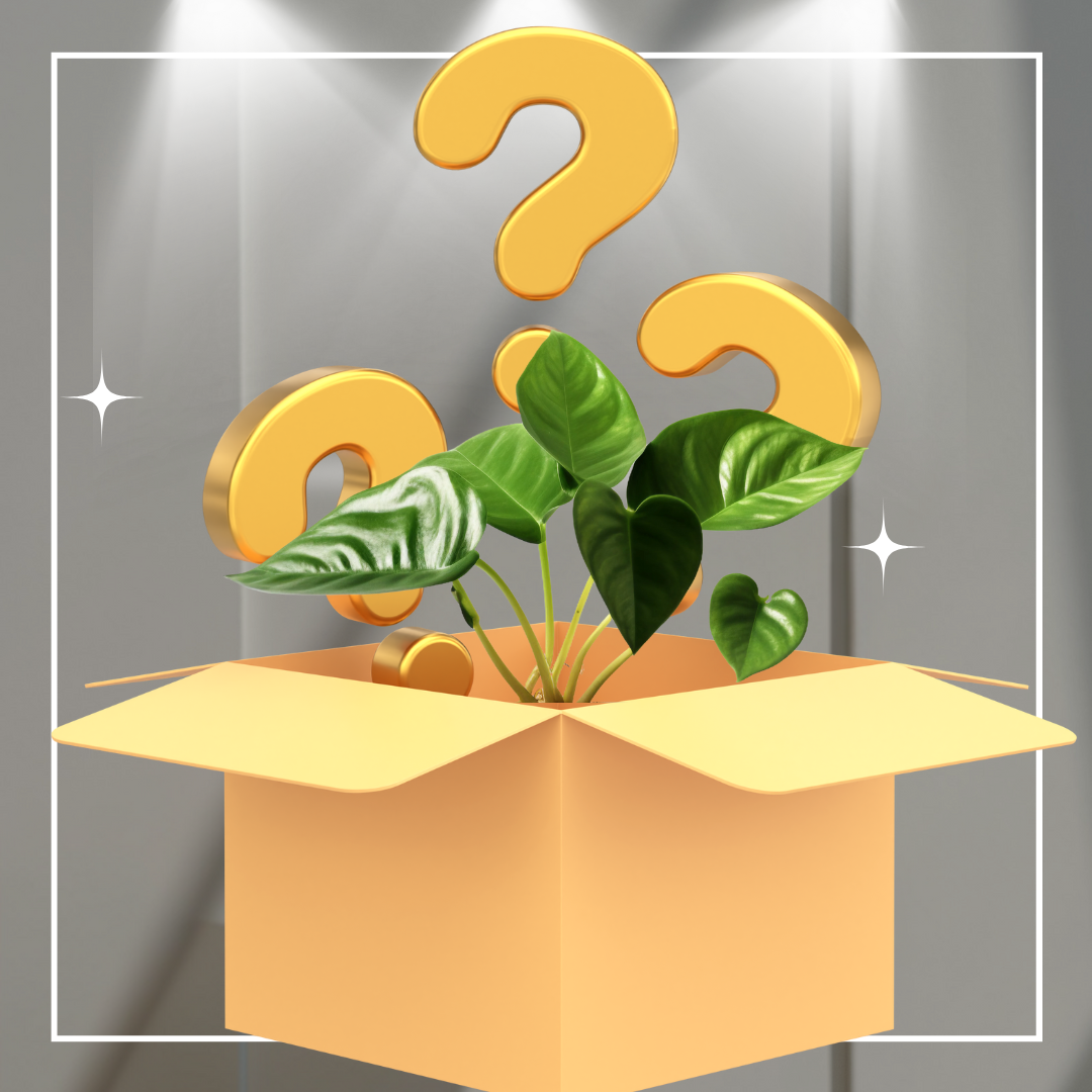 Plant Enthusiast Mystery Box