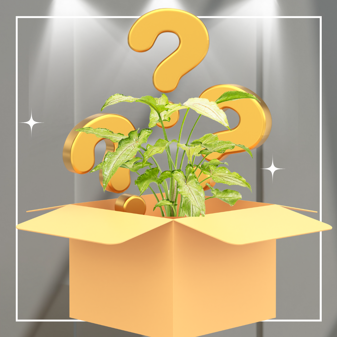 Plant Enthusiast Mystery Box