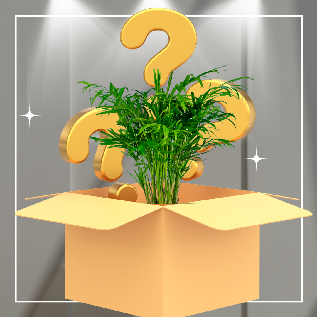 Plant Enthusiast Mystery Box