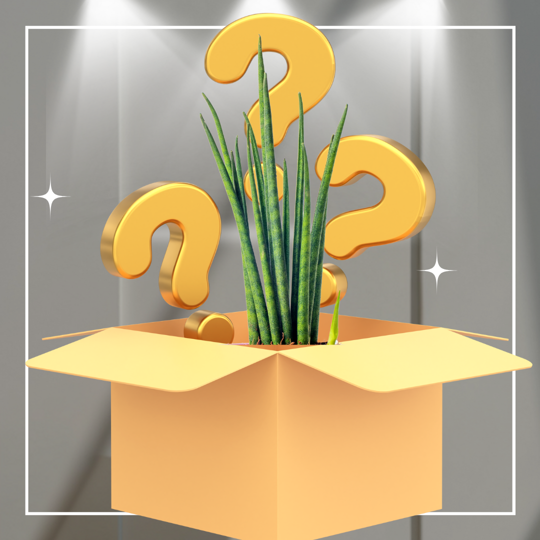 Plant Enthusiast Mystery Box