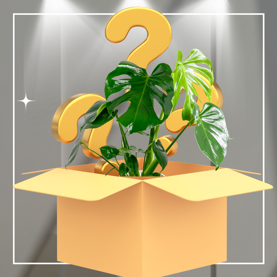 Plant Enthusiast Mystery Box